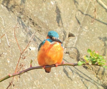 Common Kingfisher 永谷川遊水地 Sun, 2/6/2022