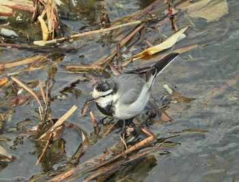 White Wagtail 永谷川遊水地 Sun, 2/6/2022