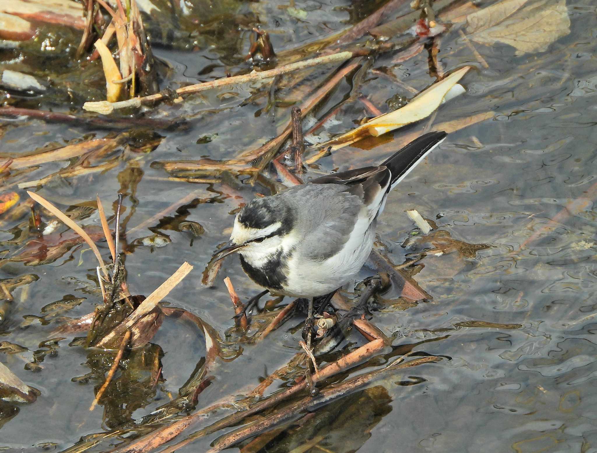 White Wagtail