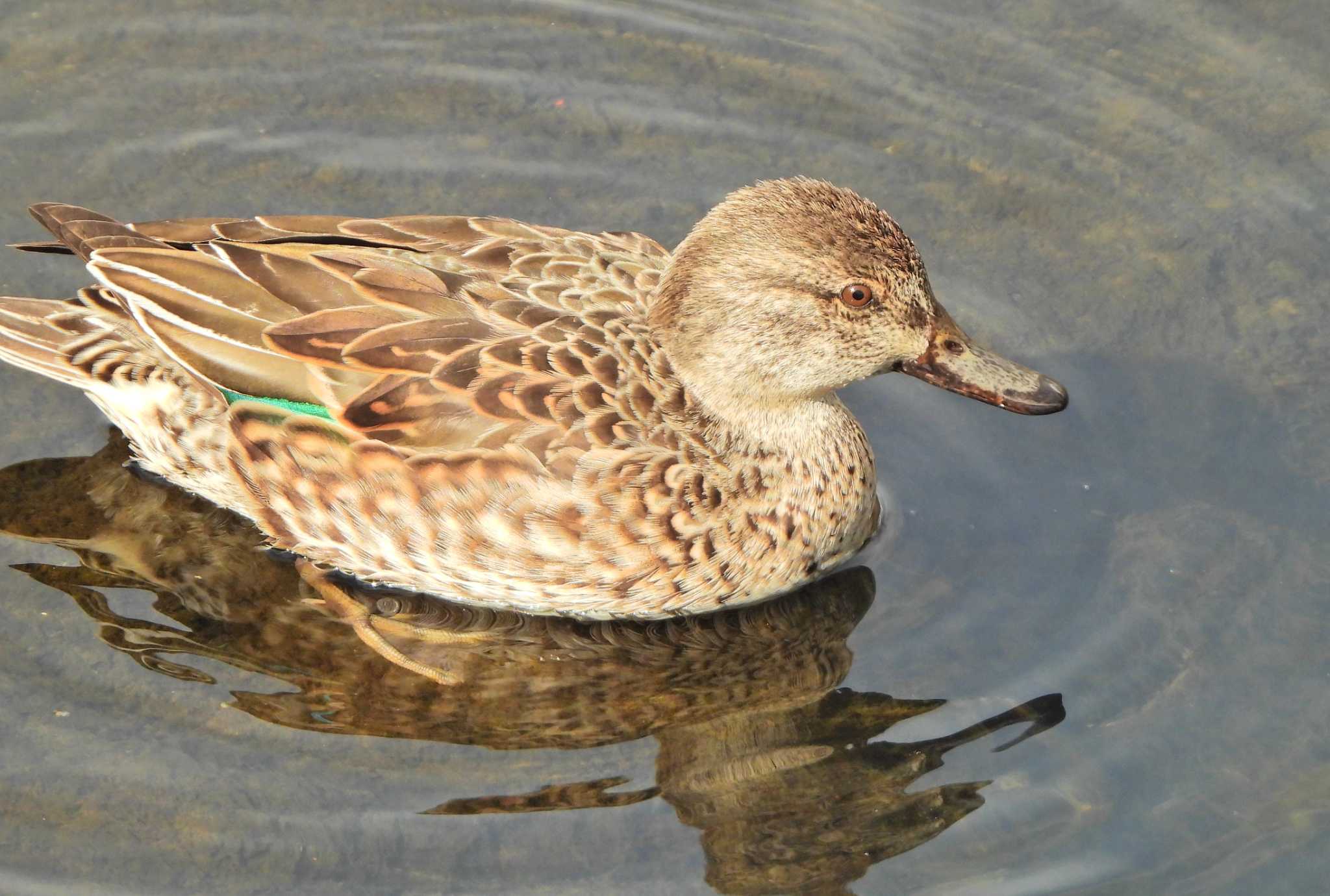 Eurasian Teal