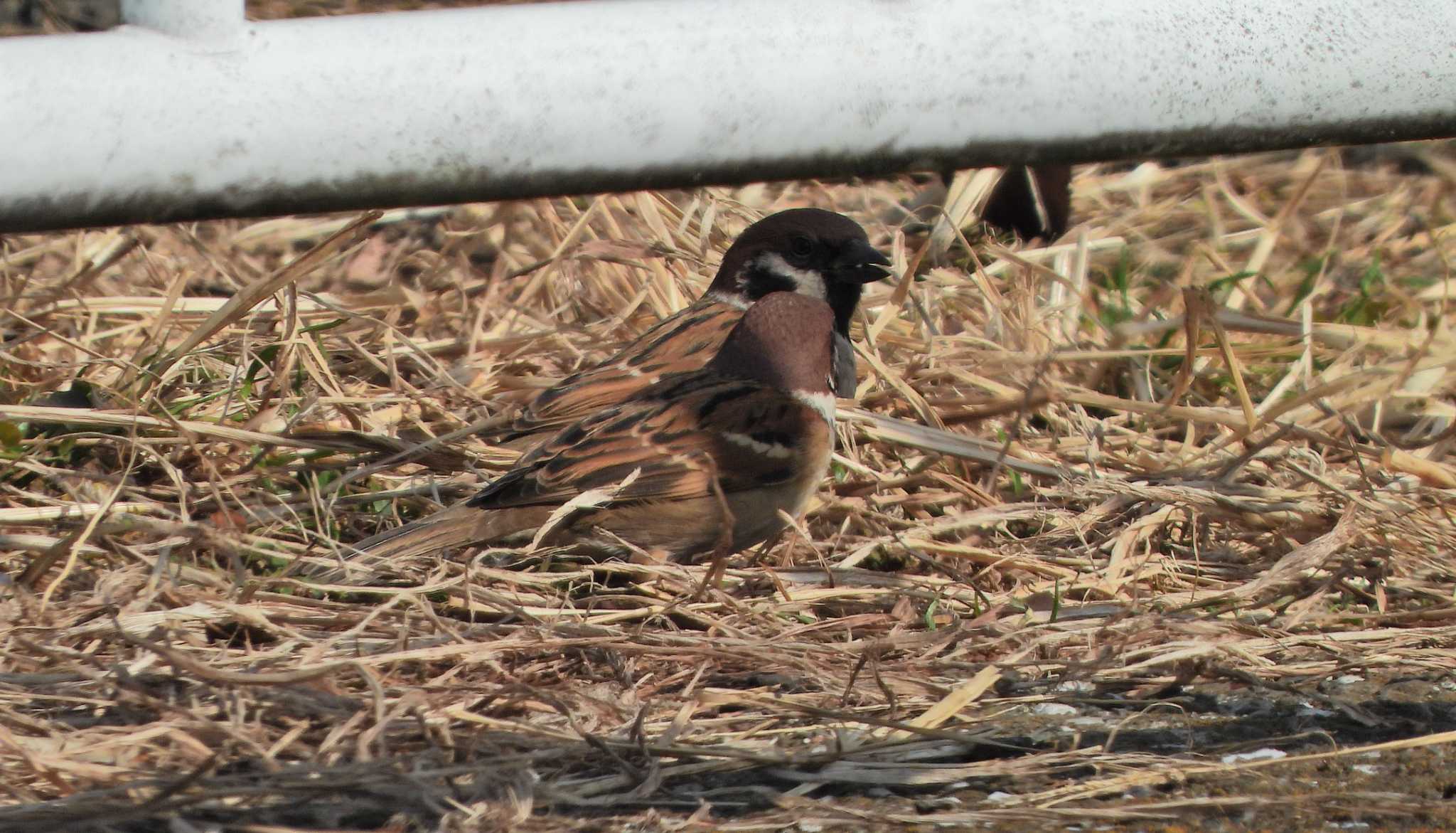 Eurasian Tree Sparrow