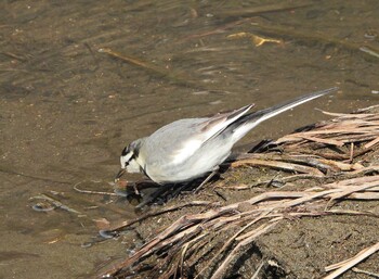 White Wagtail 永谷川遊水地 Sun, 2/6/2022