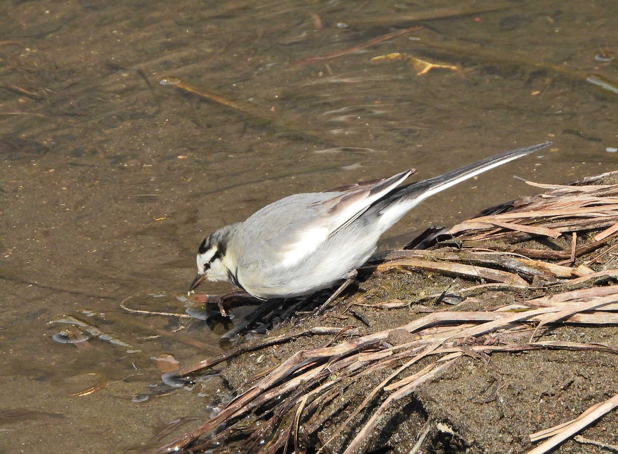 White Wagtail