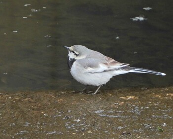 White Wagtail 永谷川遊水地 Sun, 2/6/2022