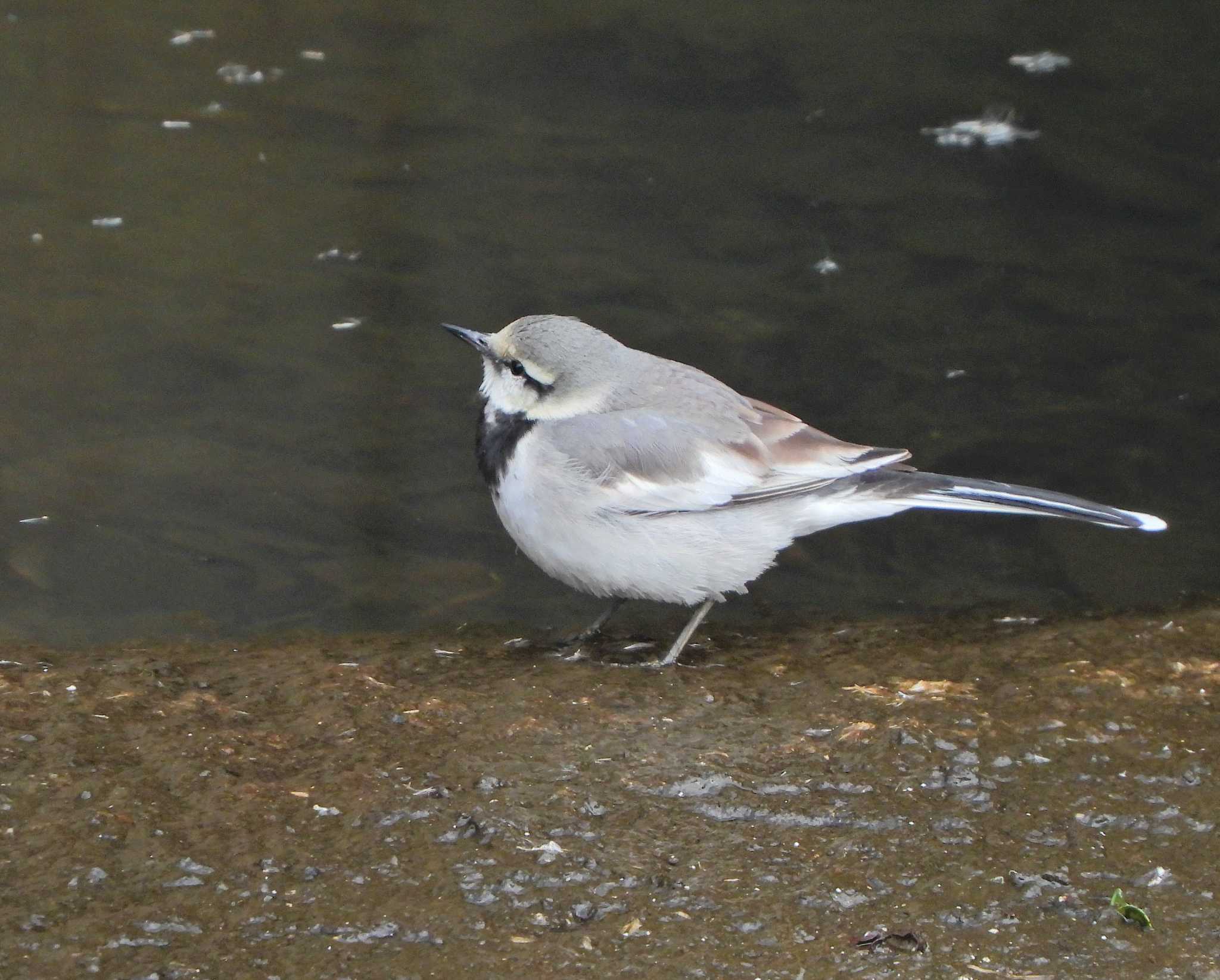 White Wagtail