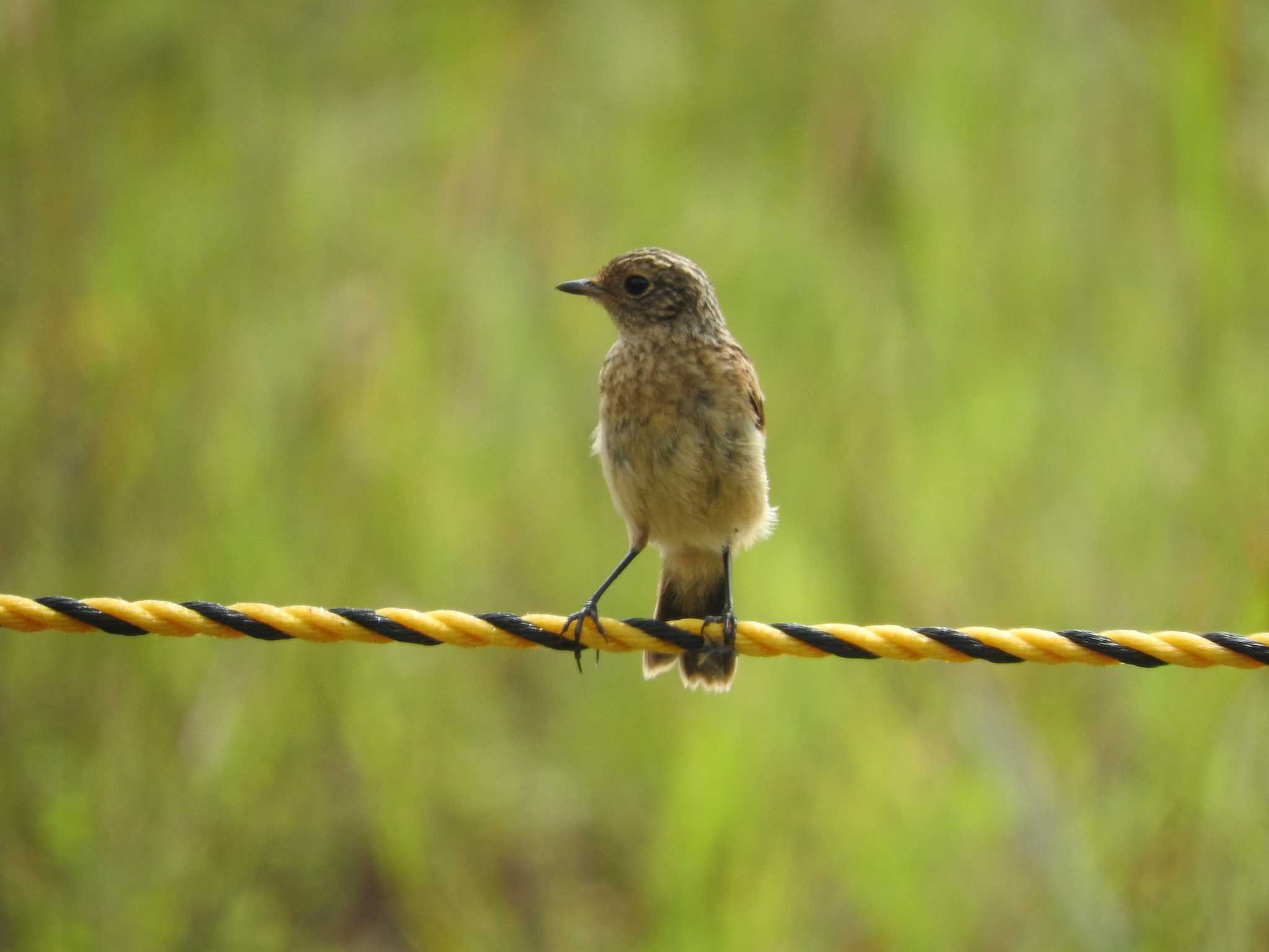 ノビタキ幼鳥 by TKR