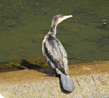 Great Cormorant 永谷川遊水地 Sun, 2/6/2022