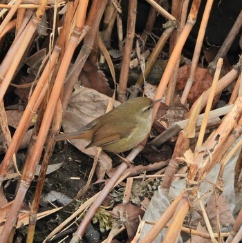 Japanese Bush Warbler 永谷川遊水地 Sun, 2/6/2022