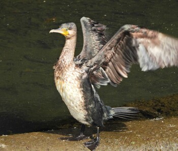 Great Cormorant 永谷川遊水地 Sun, 2/6/2022