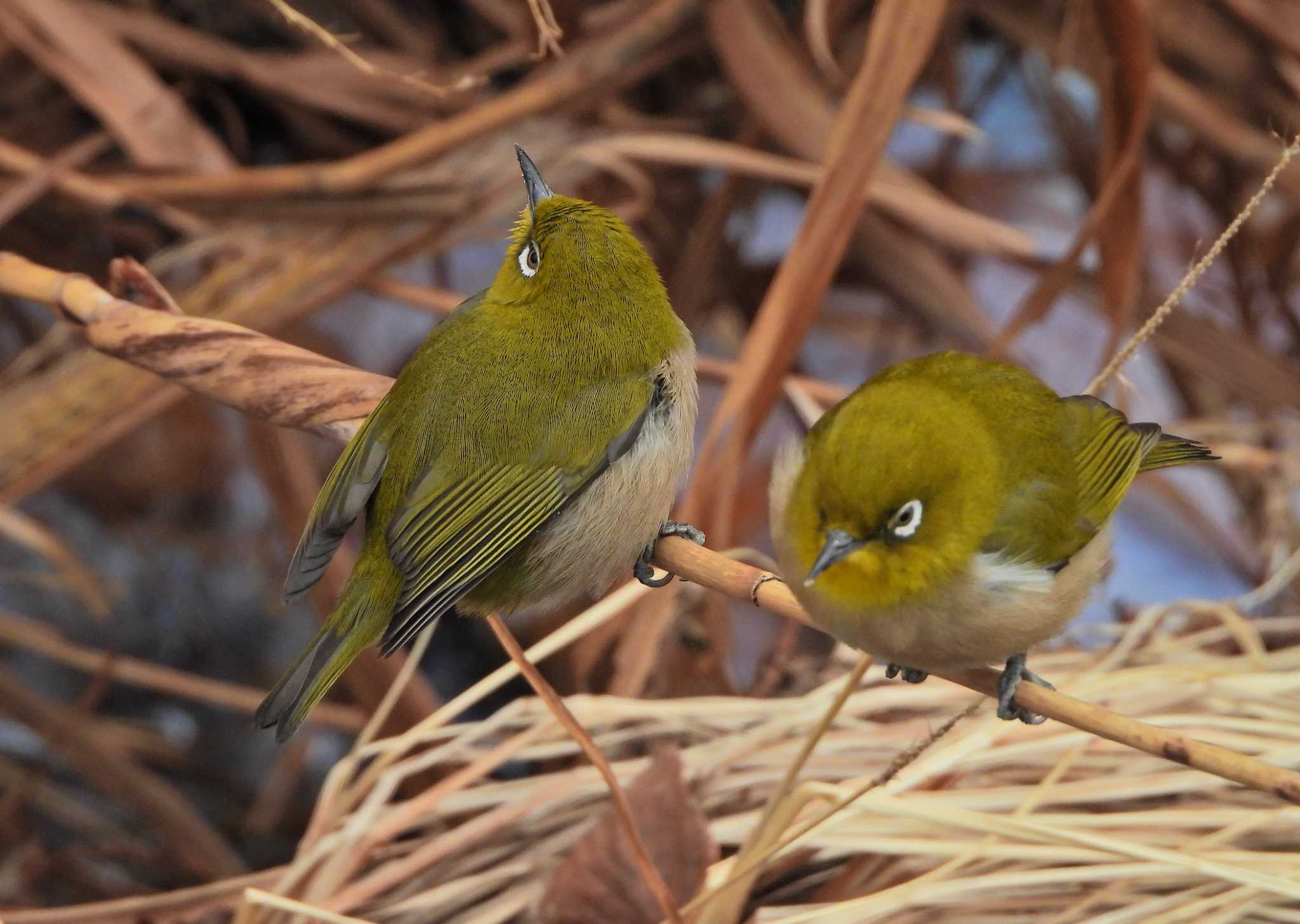 Warbling White-eye