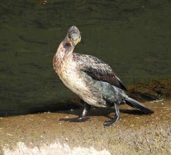 Great Cormorant 永谷川遊水地 Sun, 2/6/2022