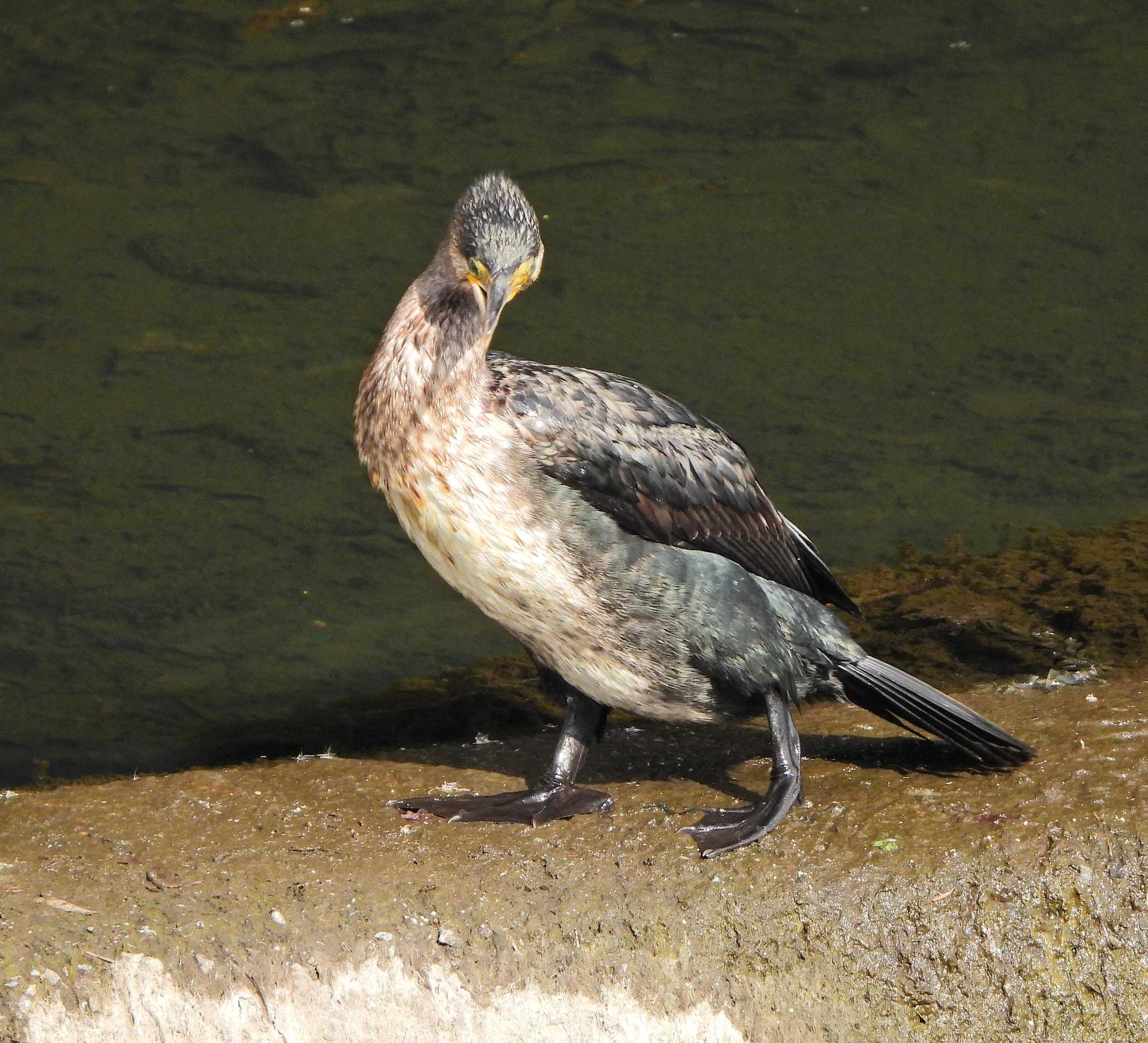 永谷川遊水地 カワウの写真 by あるぱか