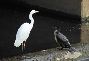 Great Egret 永谷川遊水地 Sun, 2/6/2022