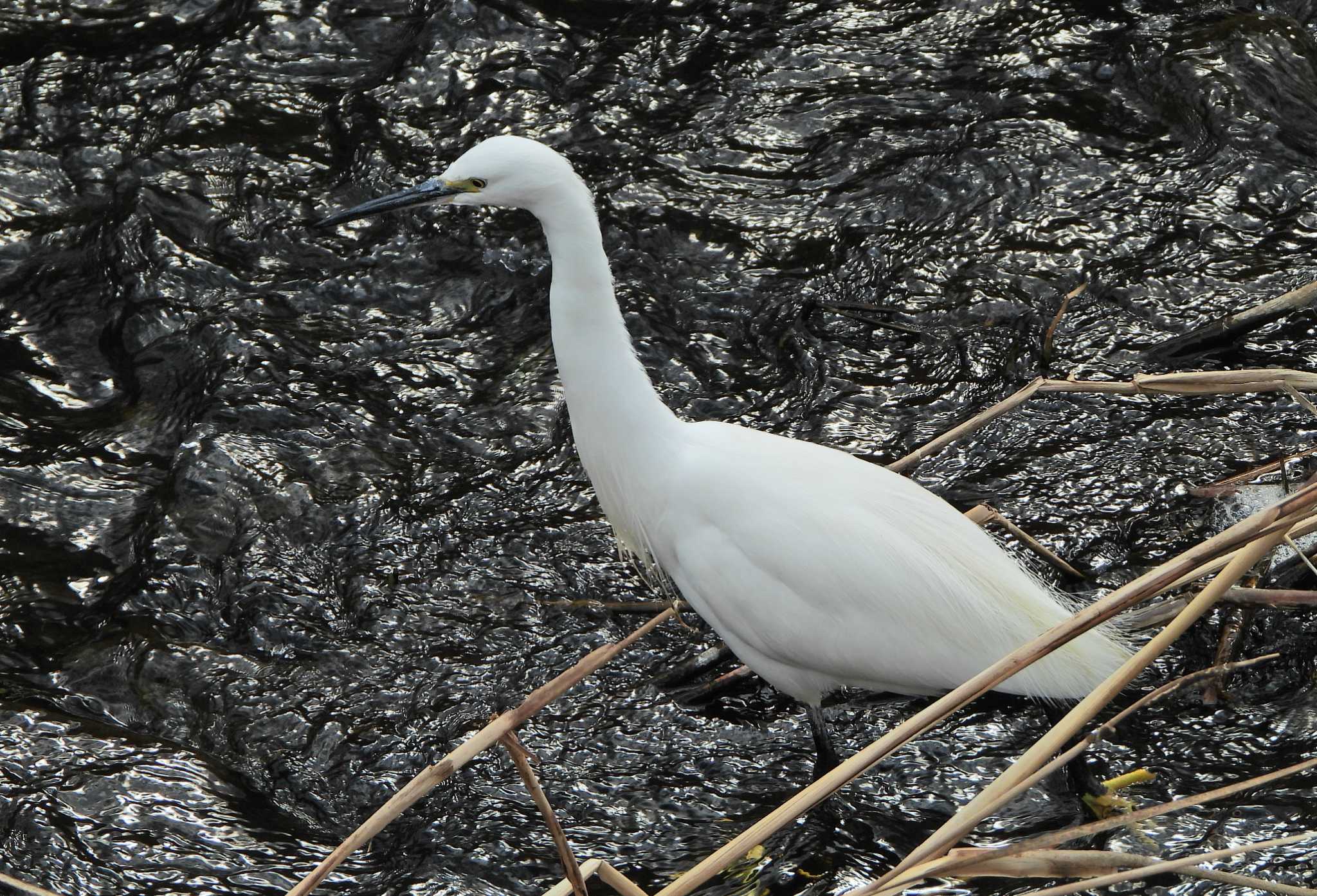 Little Egret