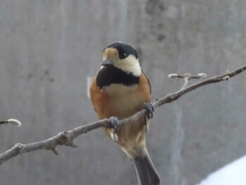 Varied Tit 福井県大野市自然観察センター Sun, 1/31/2016