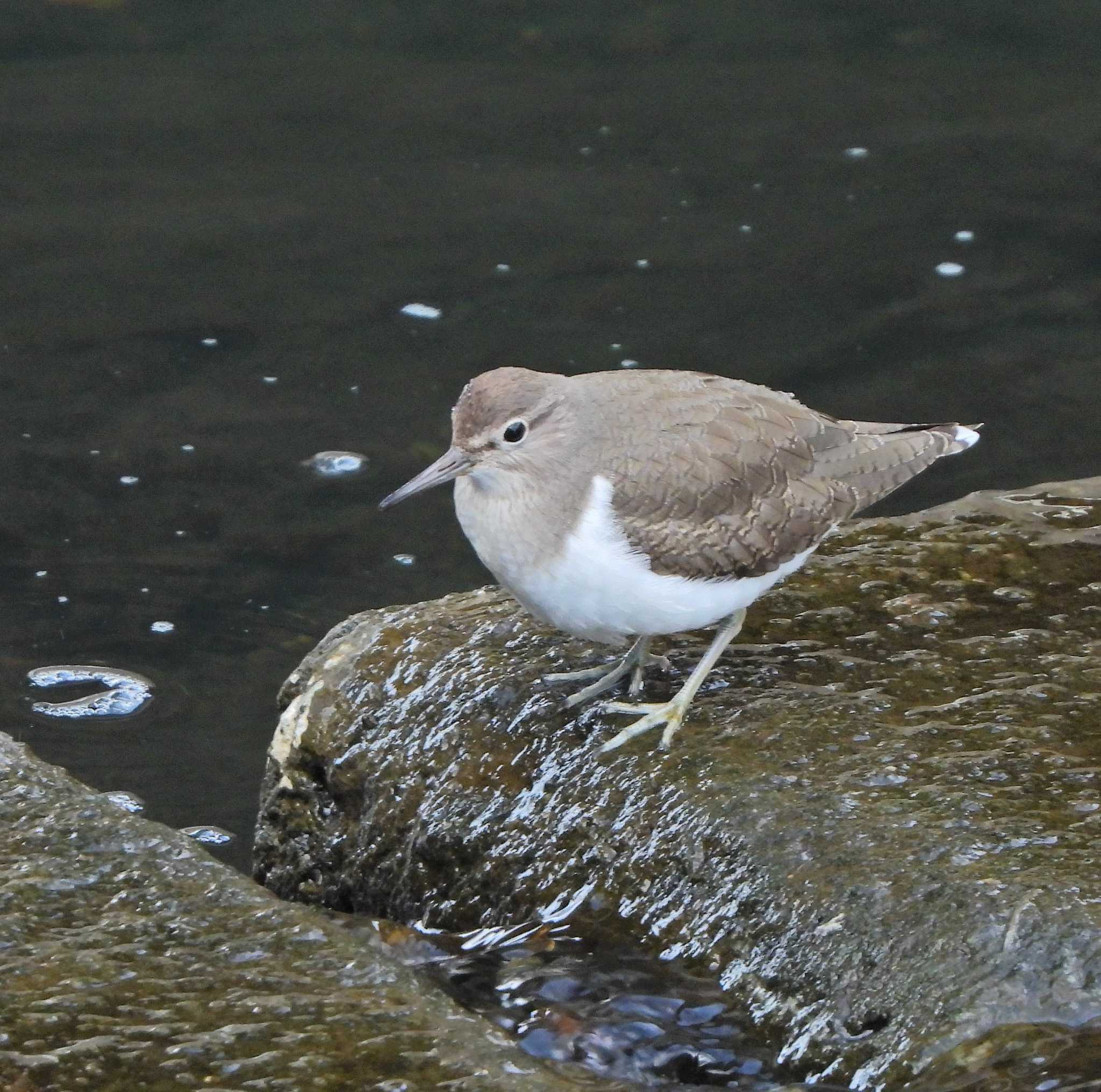 Common Sandpiper