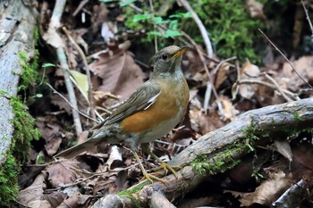 Brown-headed Thrush Unknown Spots Sat, 8/26/2017