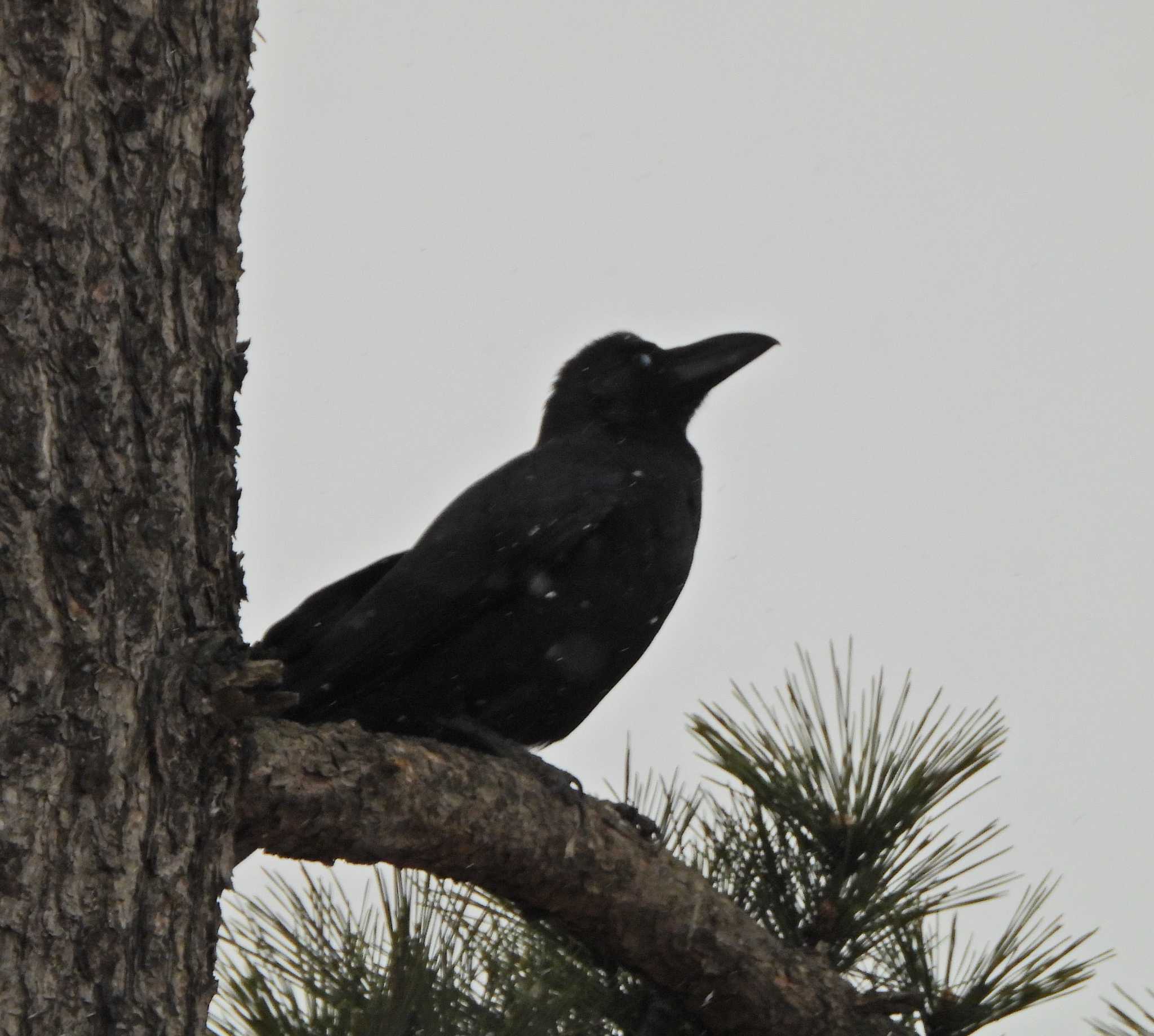 Large-billed Crow