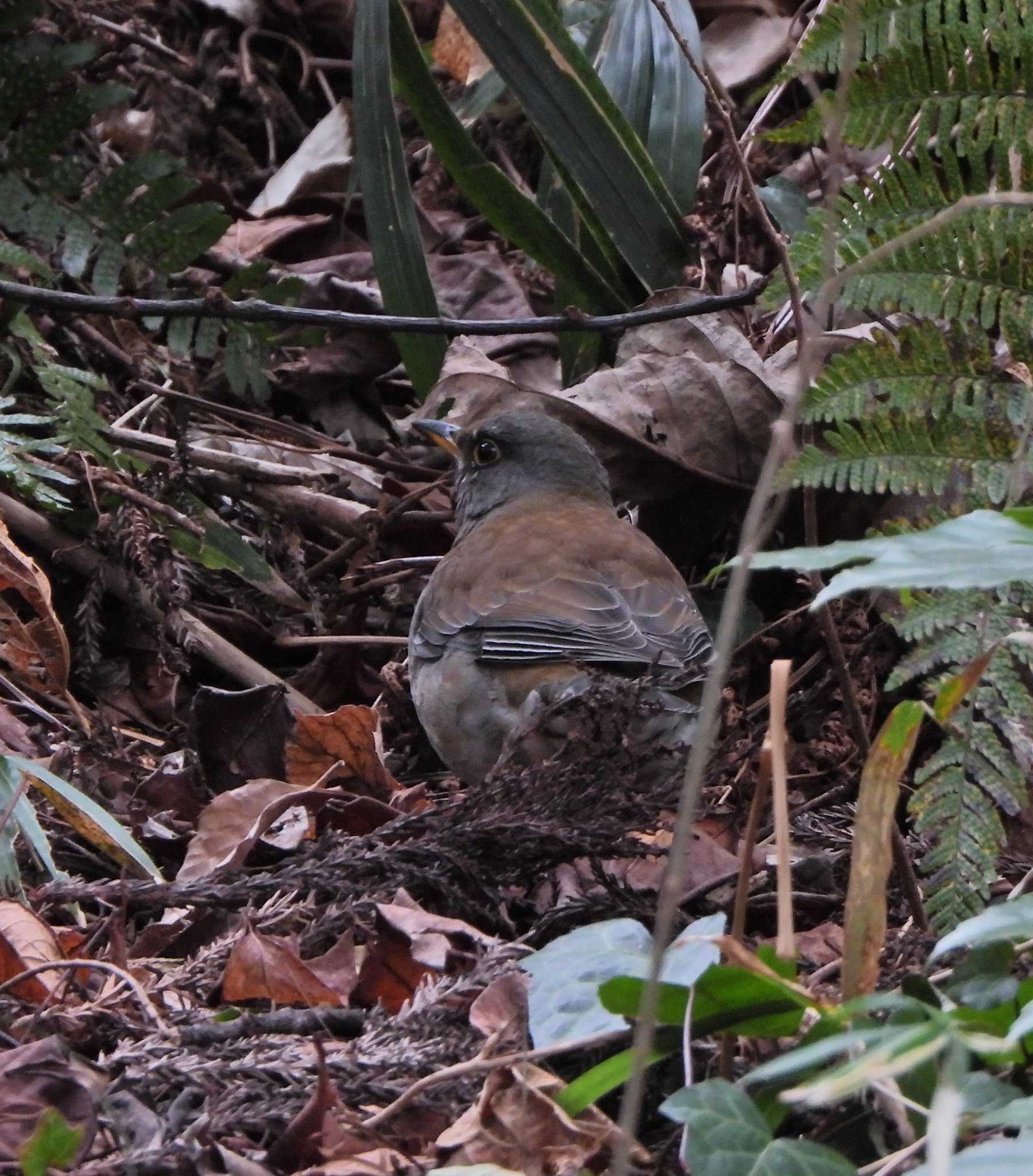 Pale Thrush