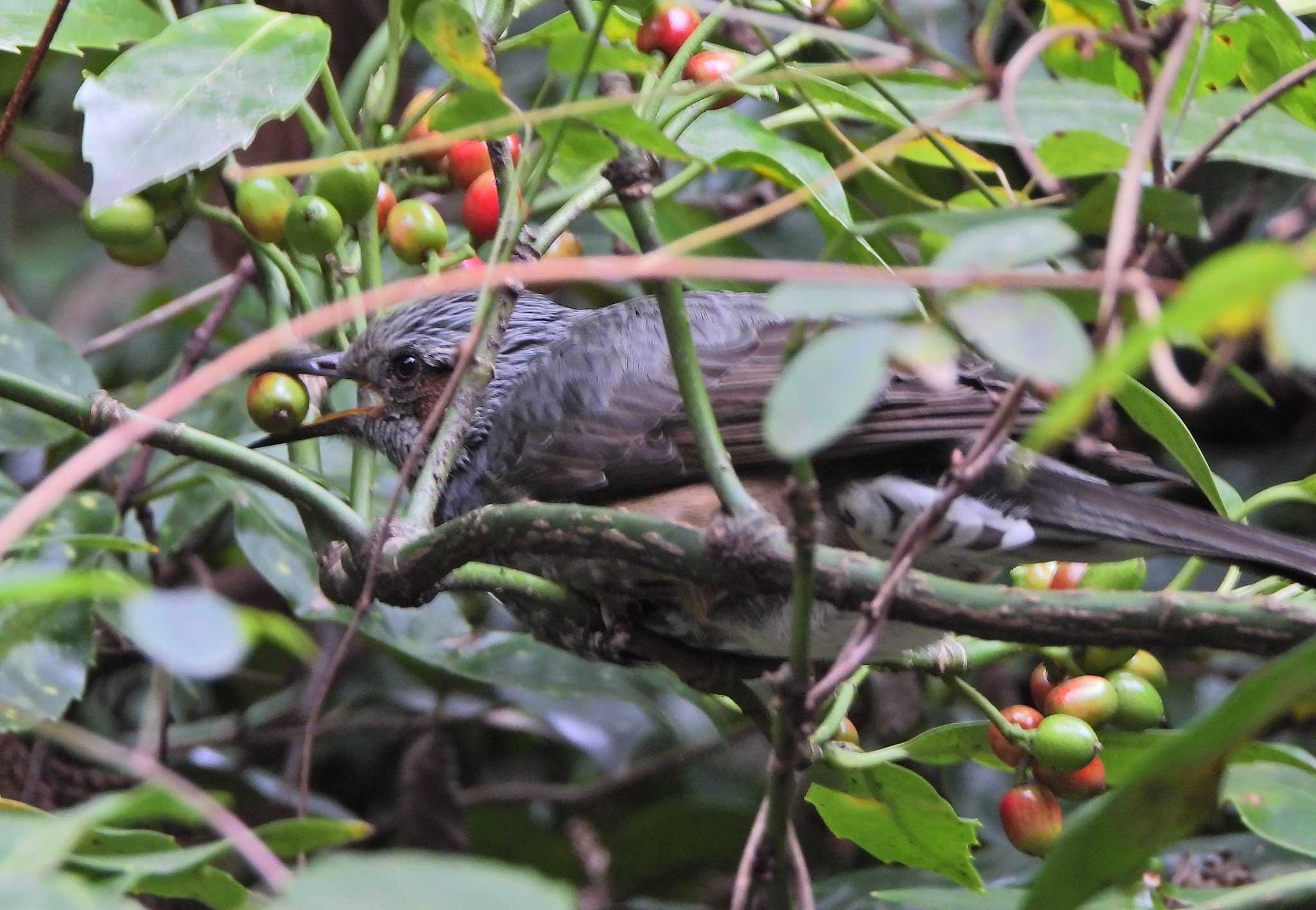 Brown-eared Bulbul