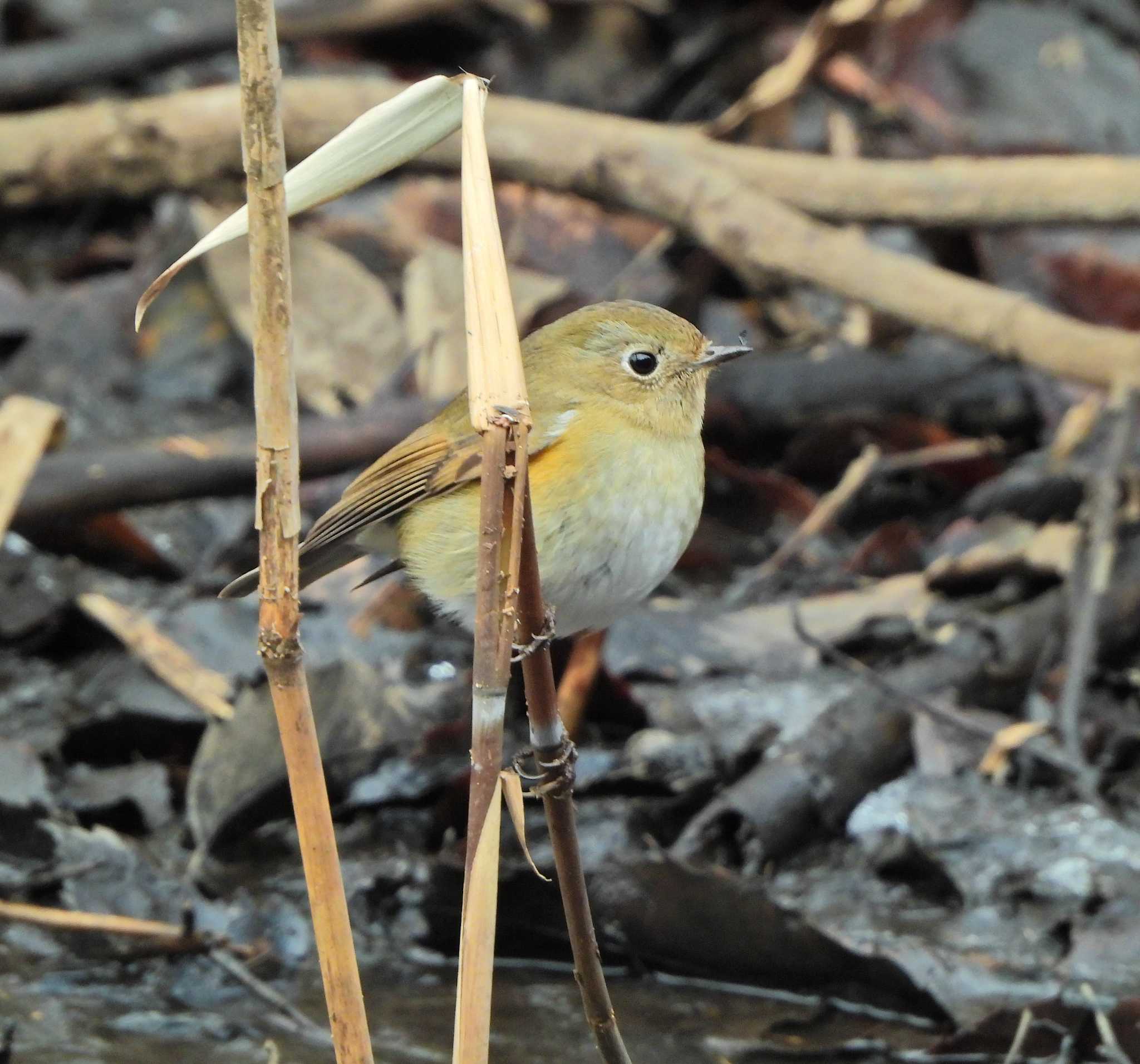 Red-flanked Bluetail