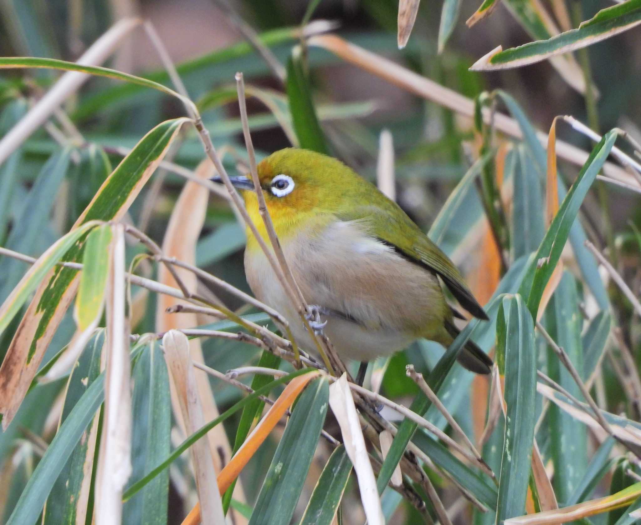 Warbling White-eye