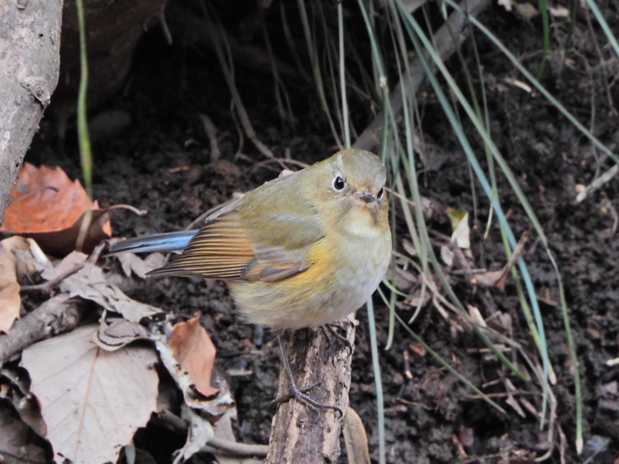 Red-flanked Bluetail