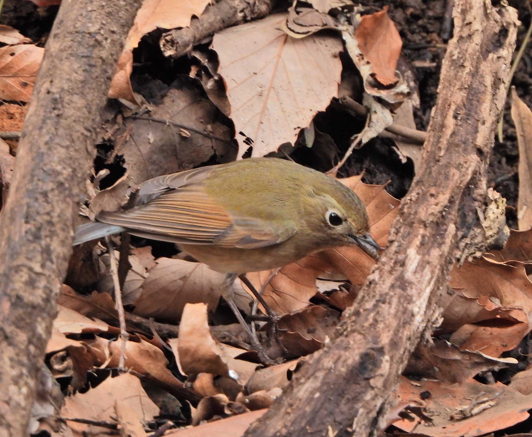 Red-flanked Bluetail