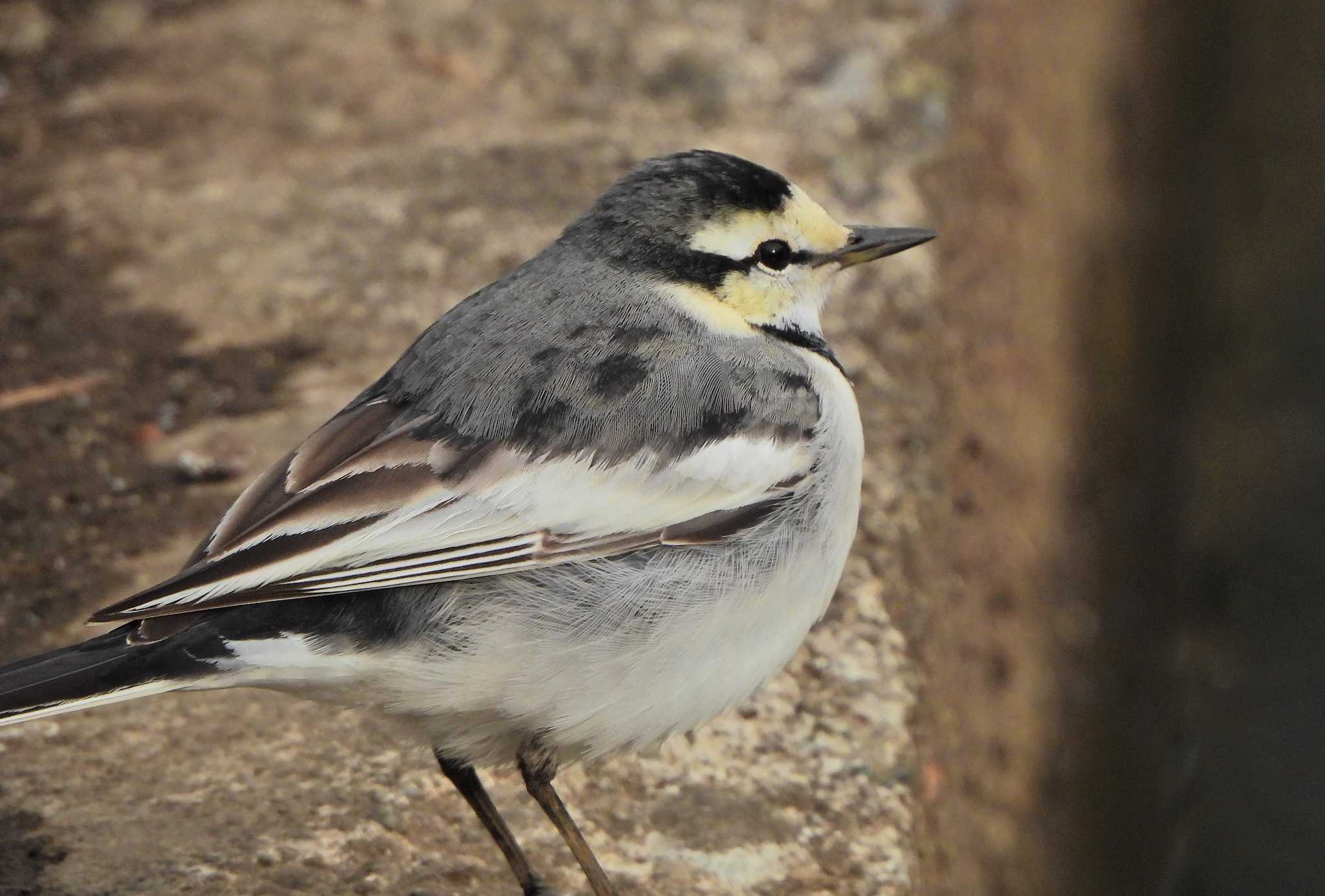 White Wagtail