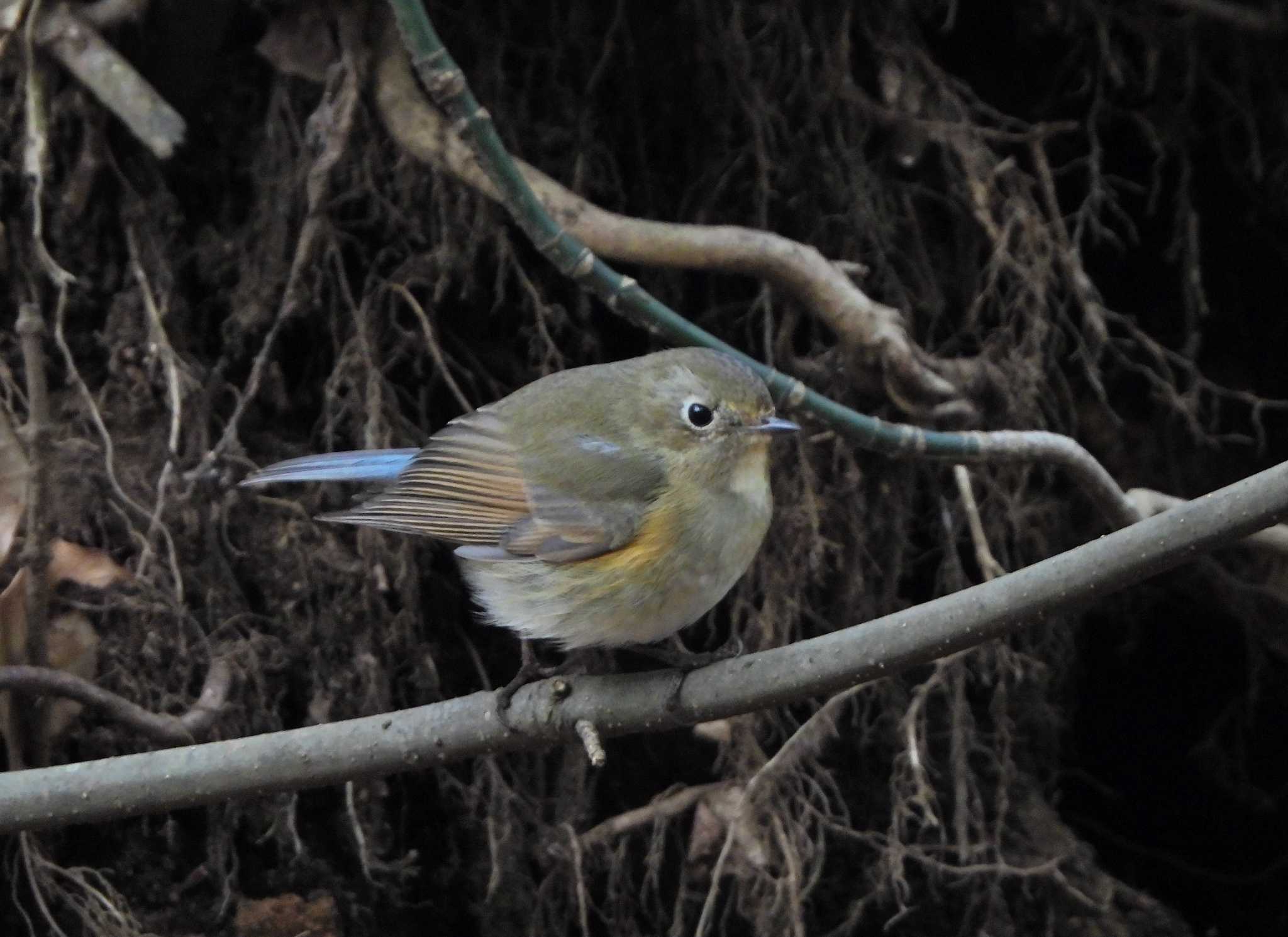 Red-flanked Bluetail