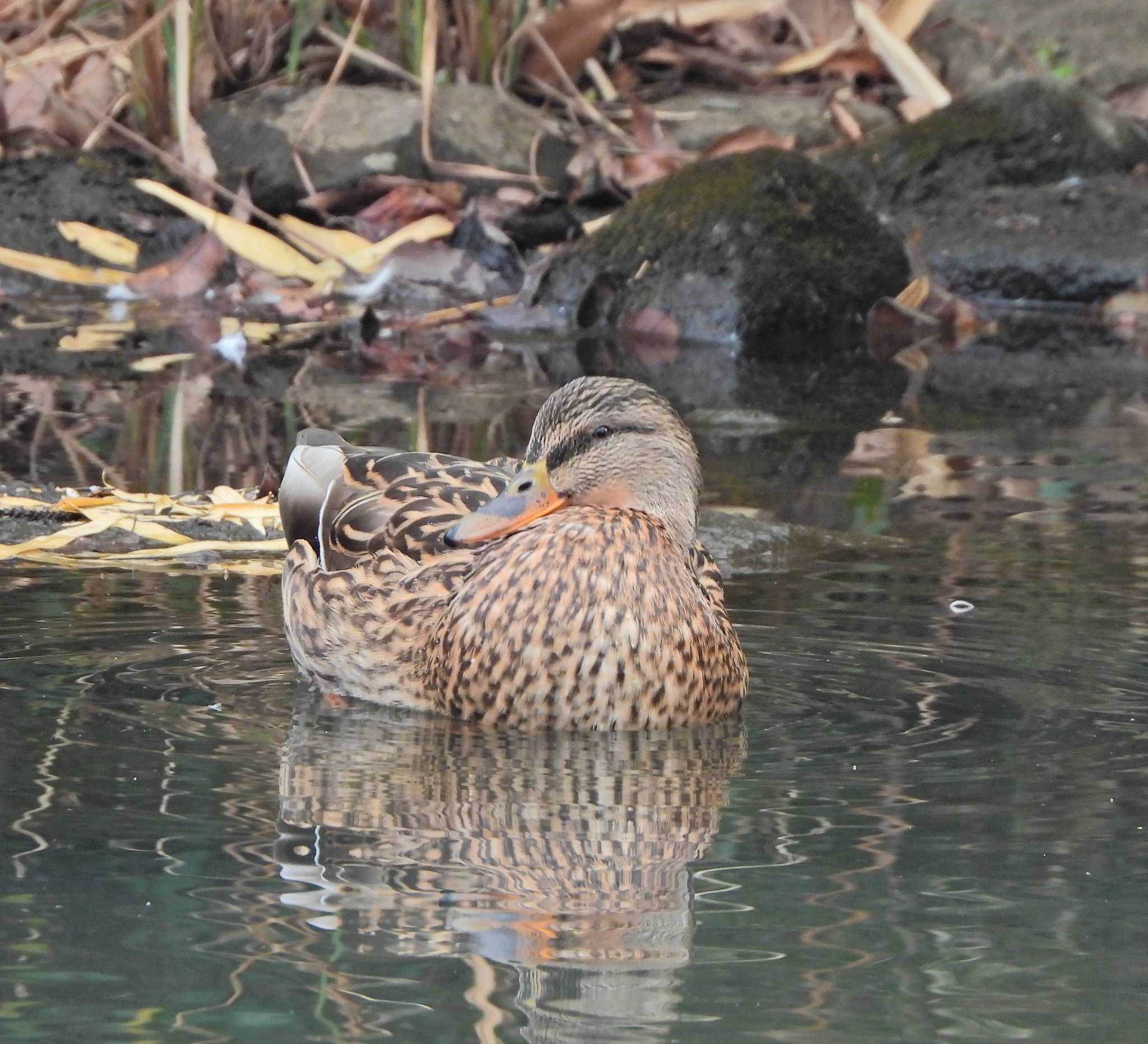 こども自然公園 (大池公園/横浜市) マガモの写真 by あるぱか