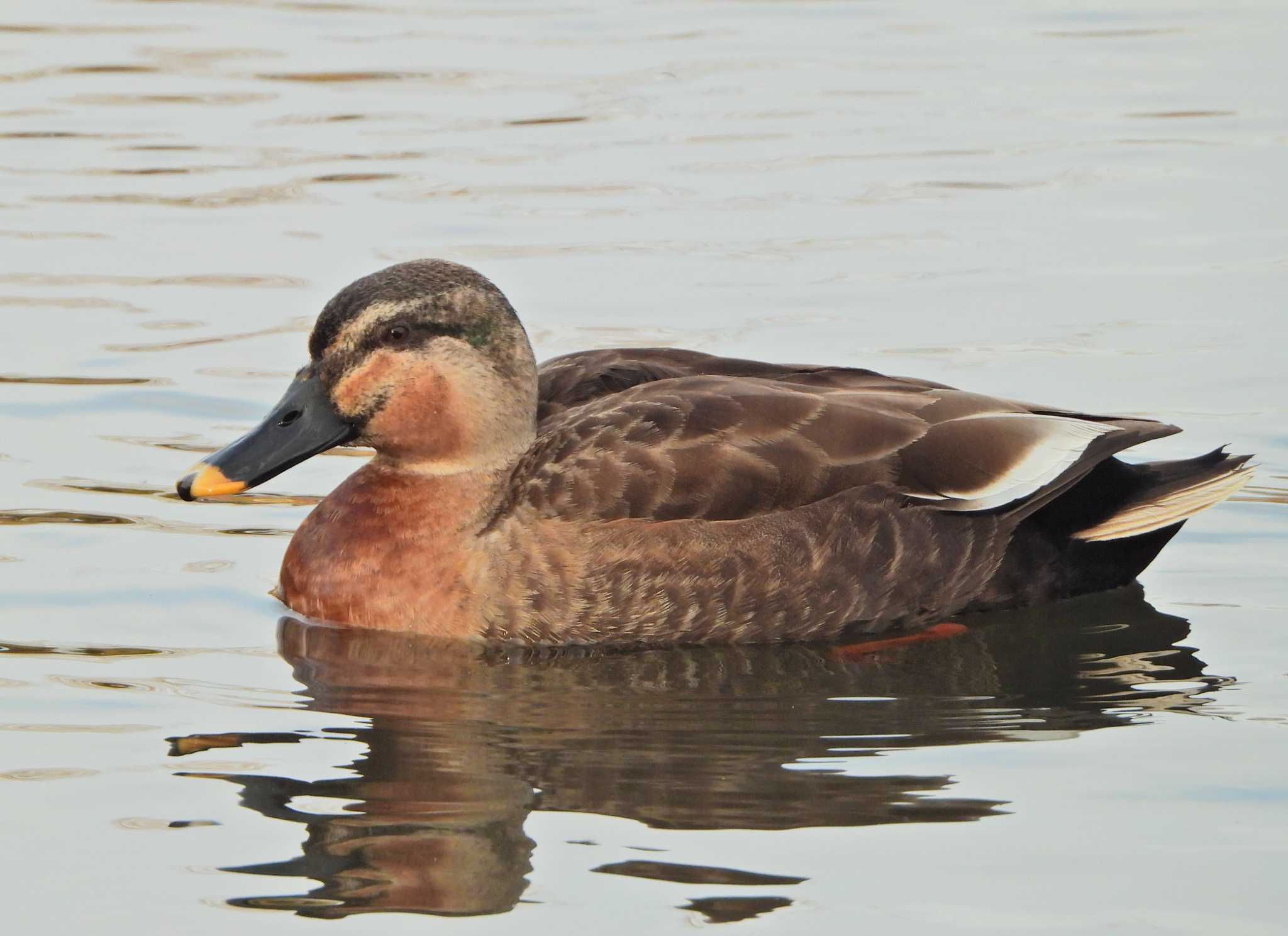 Eastern Spot-billed Duck