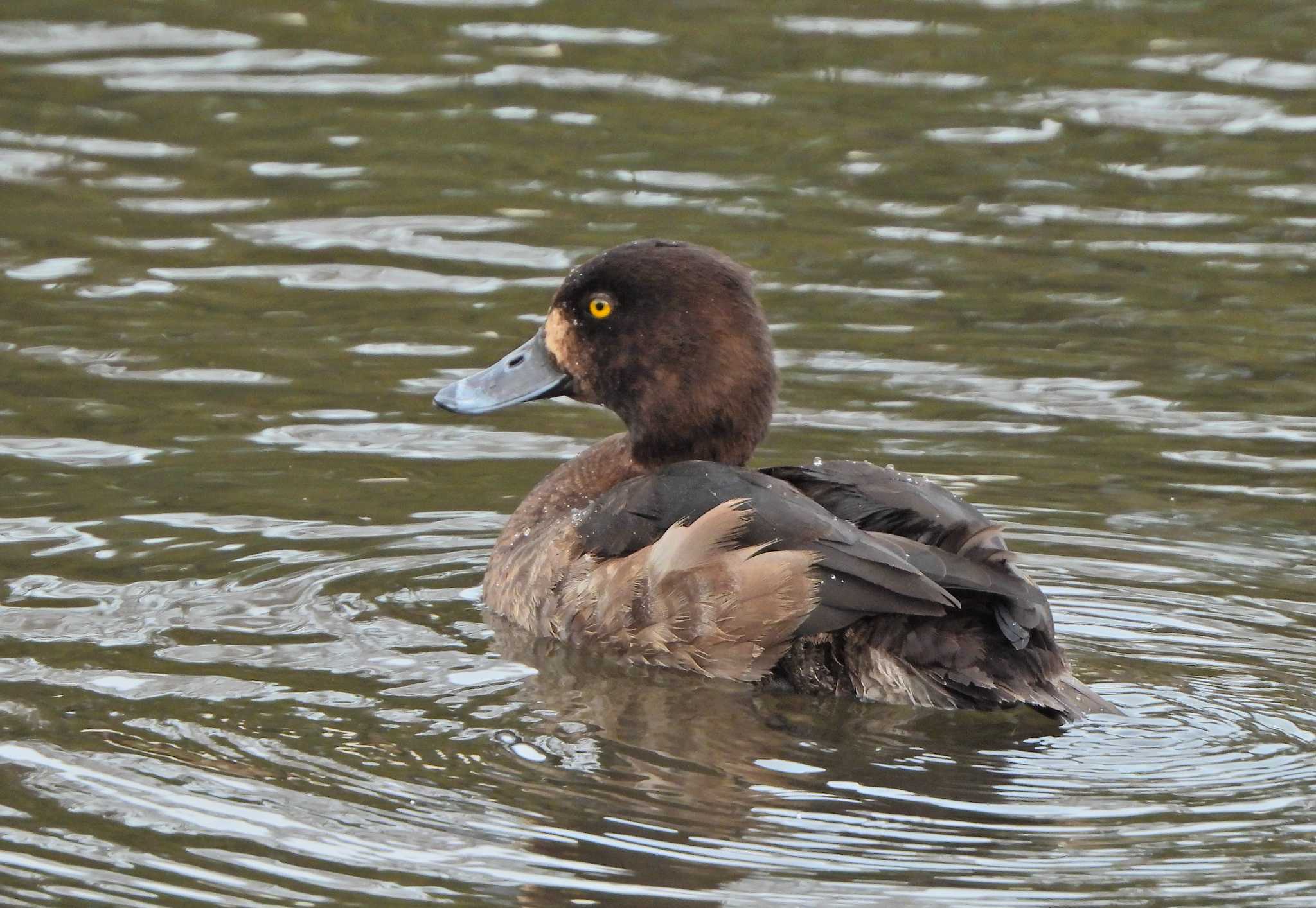 Tufted Duck