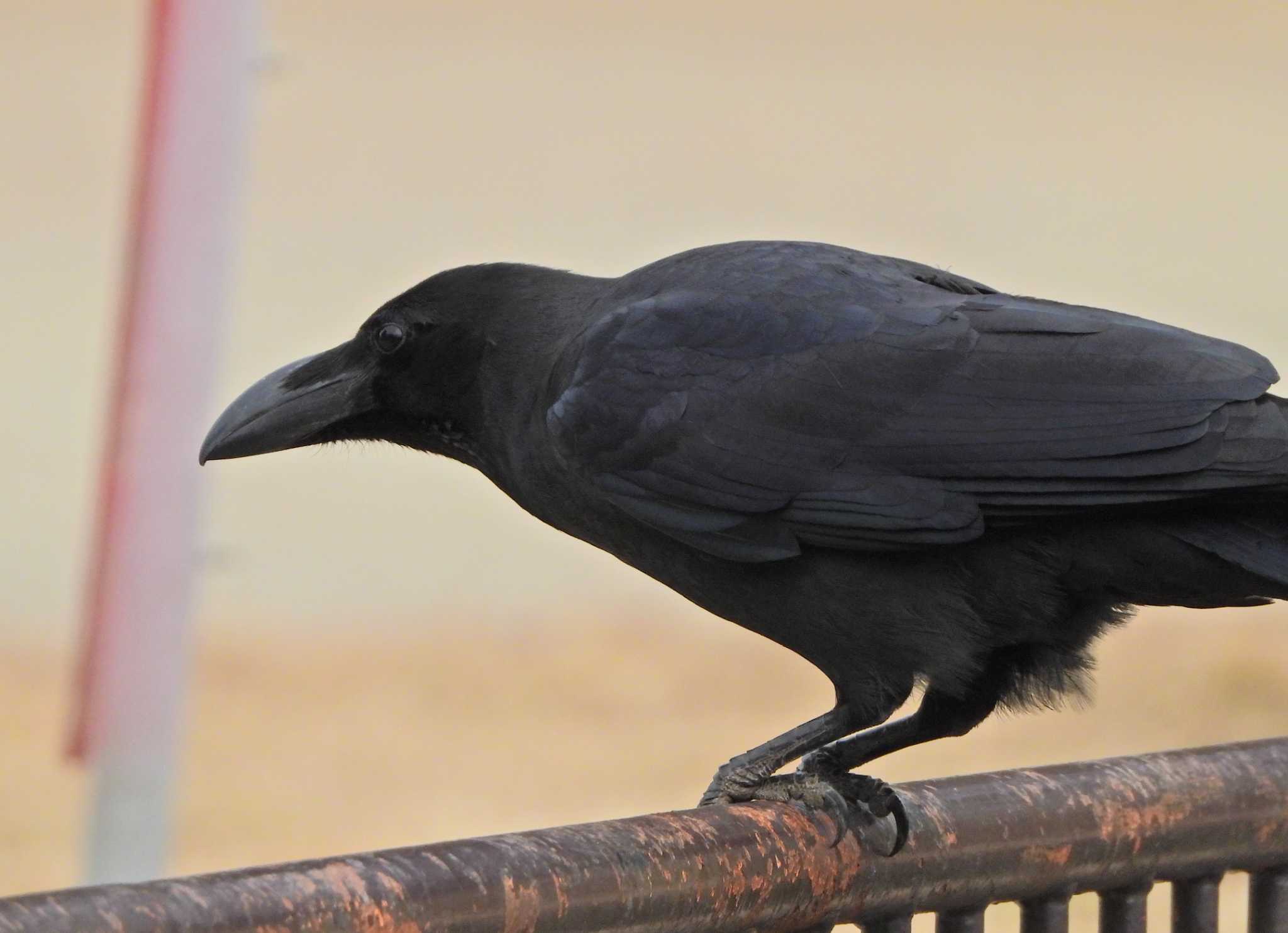 Large-billed Crow