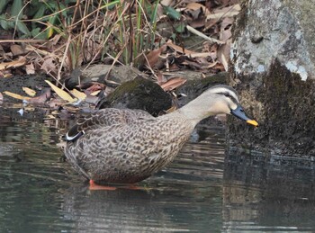 カルガモ こども自然公園 (大池公園/横浜市) 2022年2月6日(日)