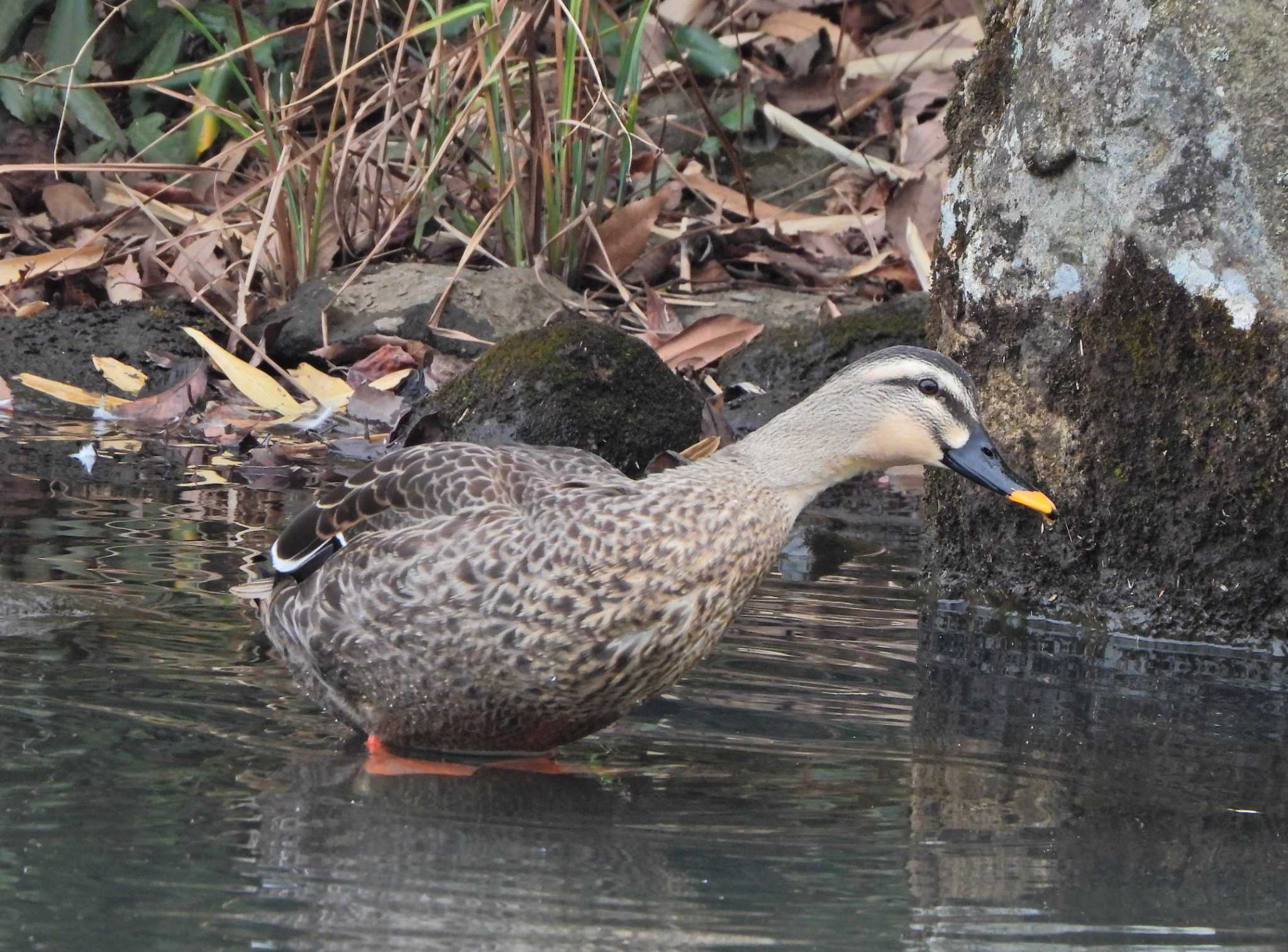 Eastern Spot-billed Duck