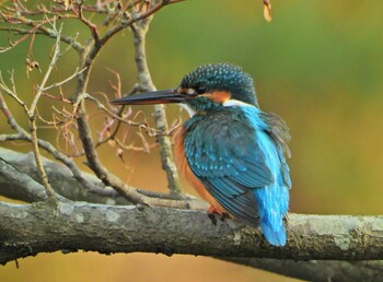 カワセミ こども自然公園 (大池公園/横浜市) 2022年2月6日(日)