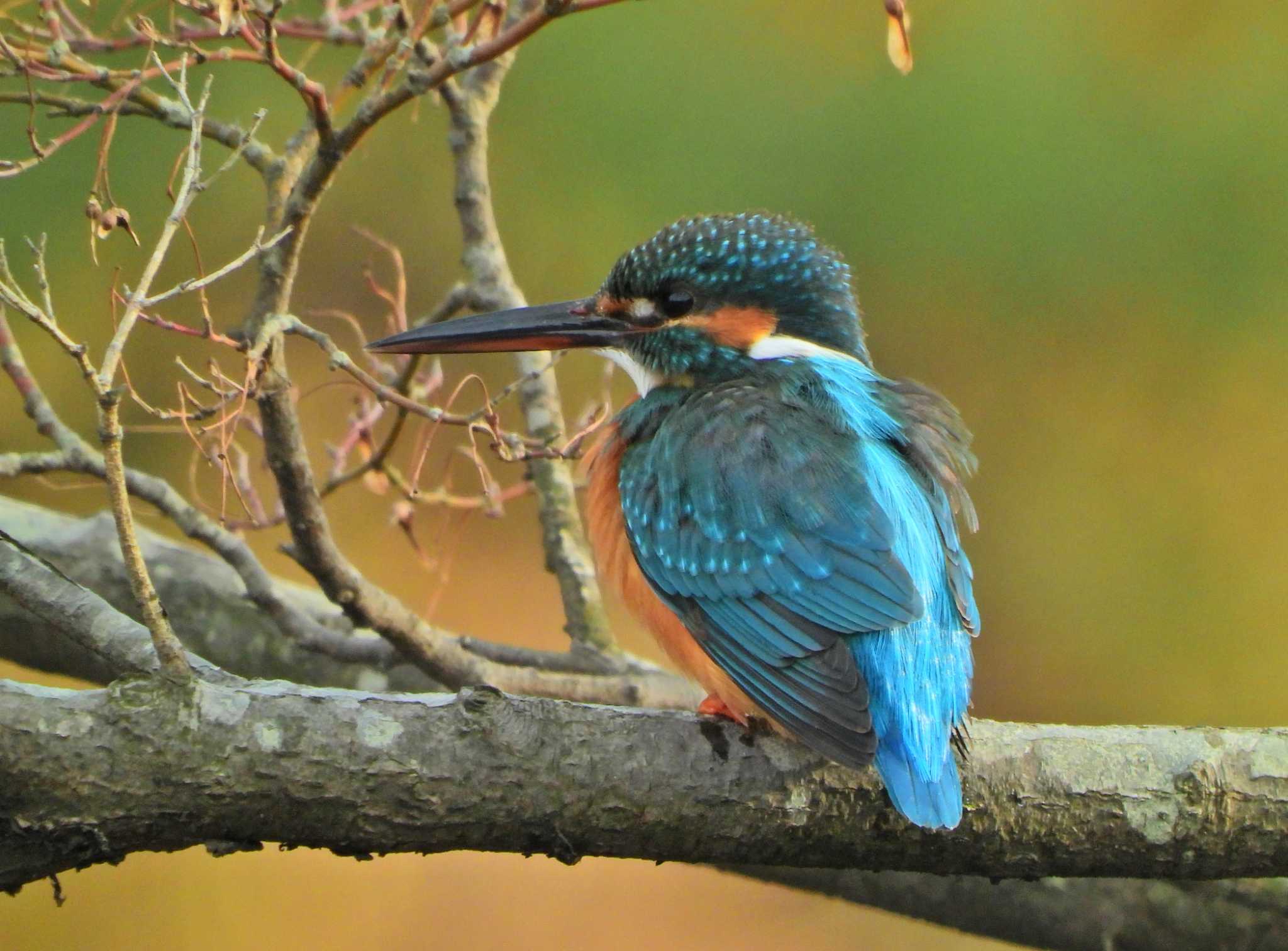 Common Kingfisher