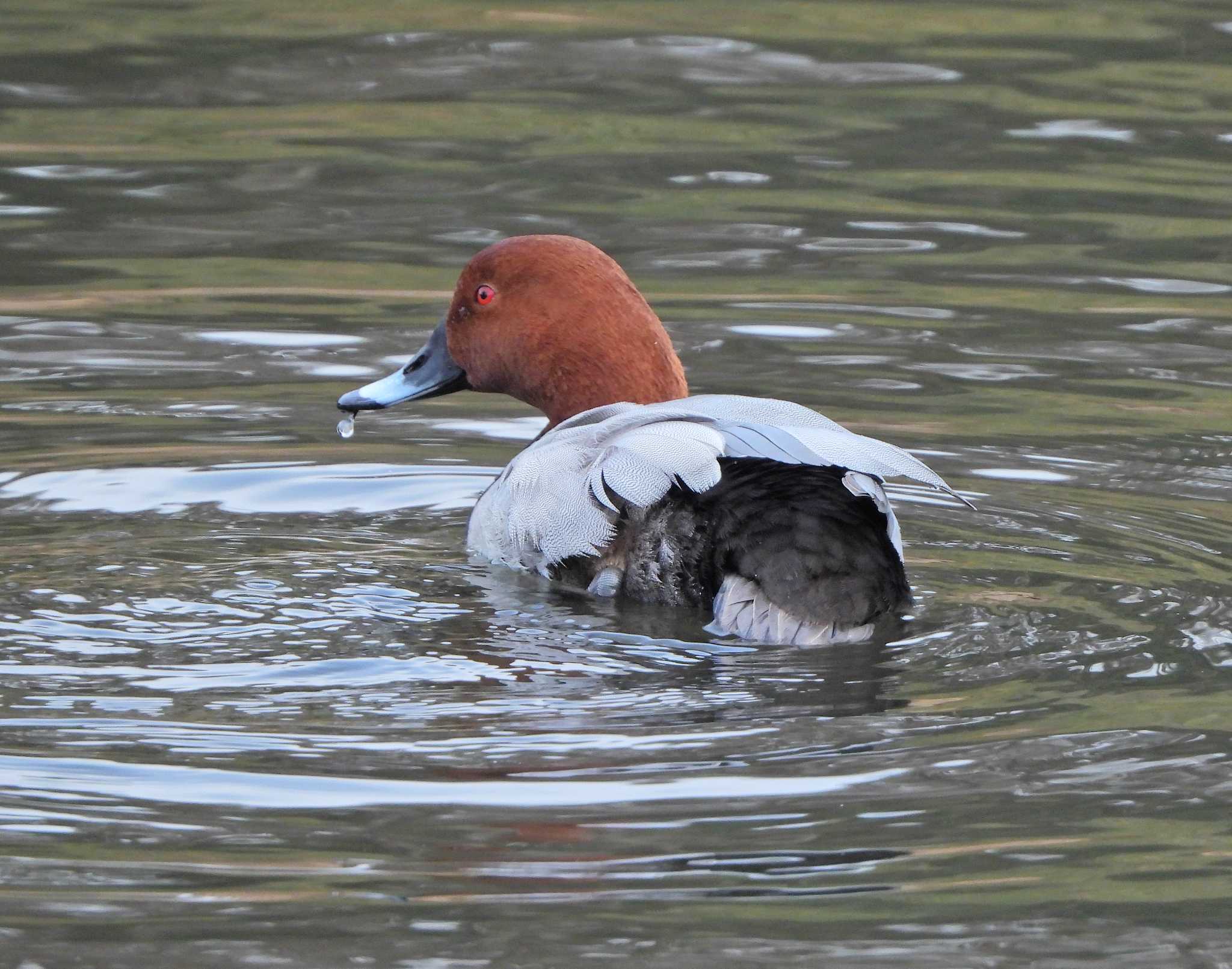 Common Pochard