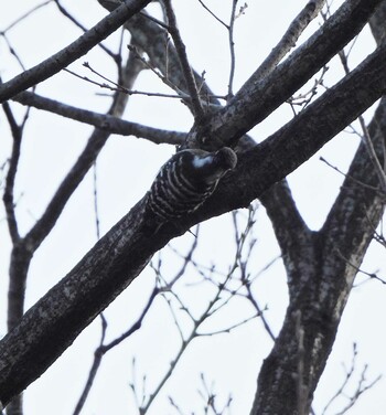 Japanese Pygmy Woodpecker Kodomo Shizen Park Sun, 2/6/2022