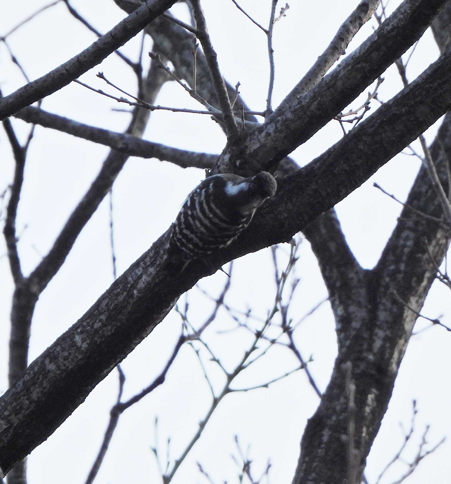 Japanese Pygmy Woodpecker