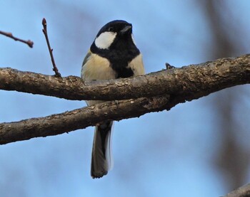 Japanese Tit Kodomo Shizen Park Sun, 2/6/2022