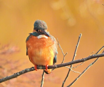 Common Kingfisher Kodomo Shizen Park Sun, 2/6/2022