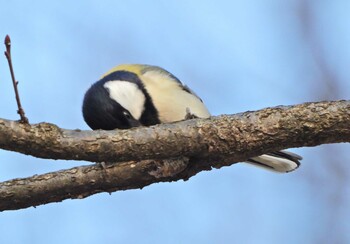 Japanese Tit Kodomo Shizen Park Sun, 2/6/2022