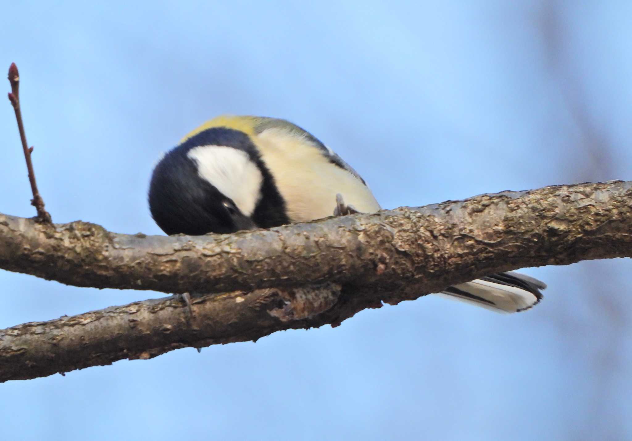 Photo of Japanese Tit at Kodomo Shizen Park by あるぱか