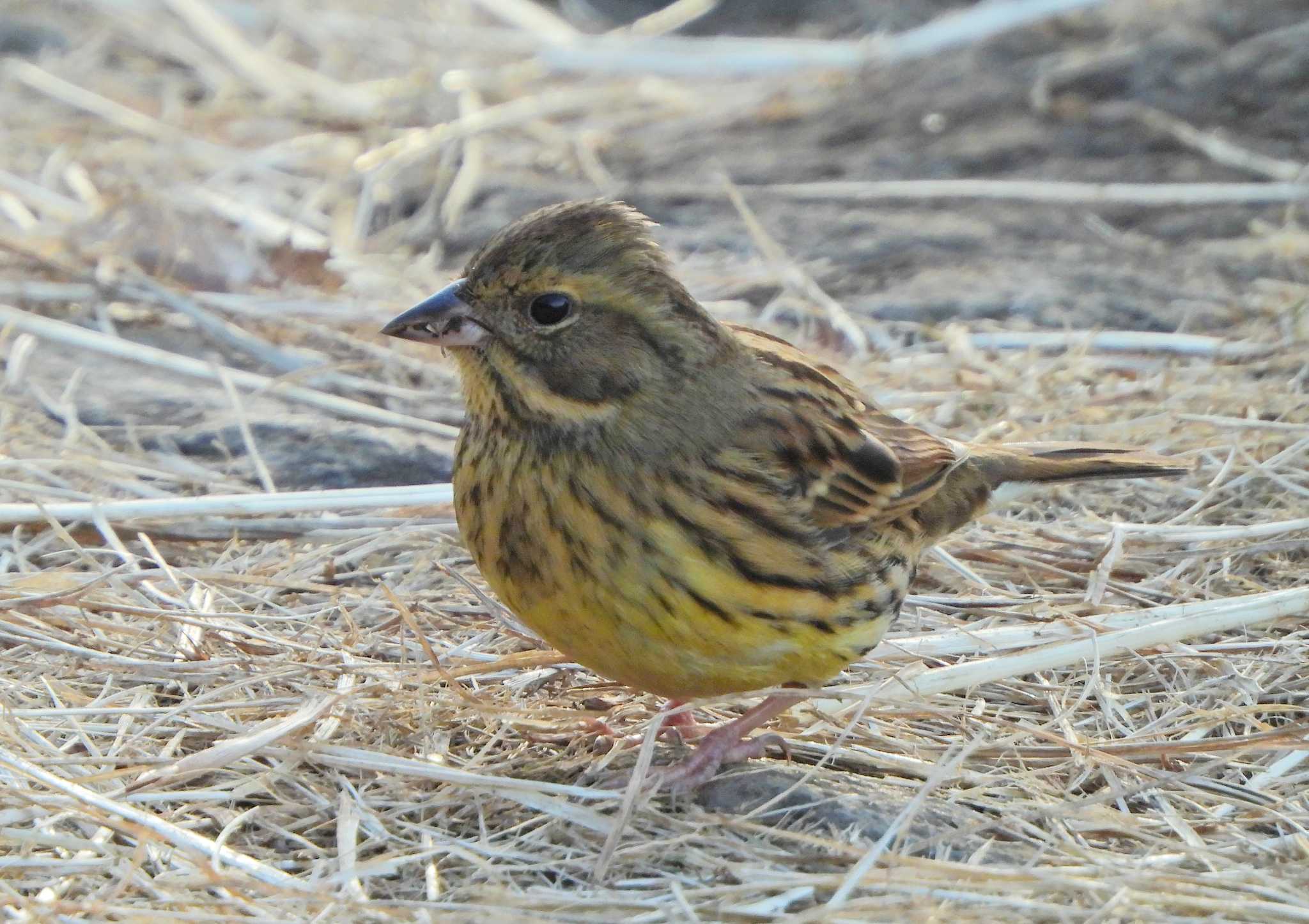 Photo of Masked Bunting at Kodomo Shizen Park by あるぱか