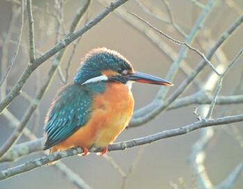 Common Kingfisher Kodomo Shizen Park Sun, 2/6/2022