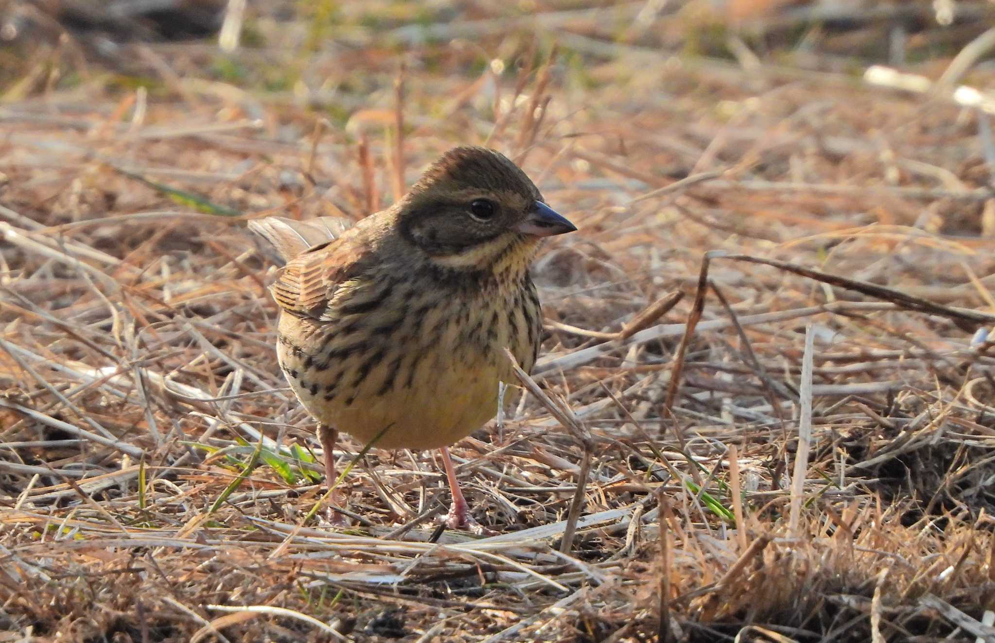 Photo of Masked Bunting at Kodomo Shizen Park by あるぱか