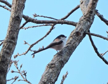 Long-tailed Tit Kodomo Shizen Park Sun, 2/6/2022