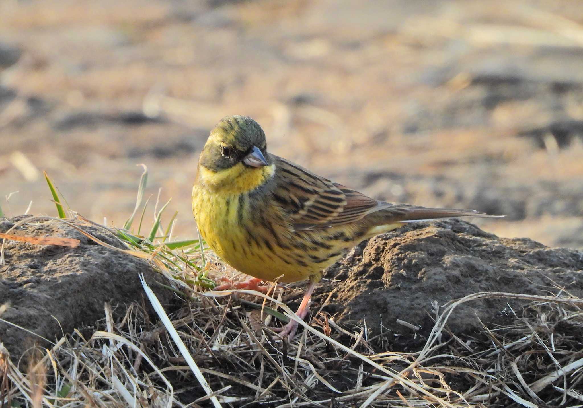 Masked Bunting